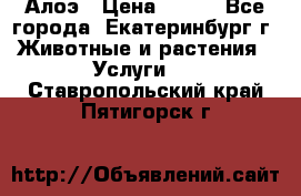 Алоэ › Цена ­ 150 - Все города, Екатеринбург г. Животные и растения » Услуги   . Ставропольский край,Пятигорск г.